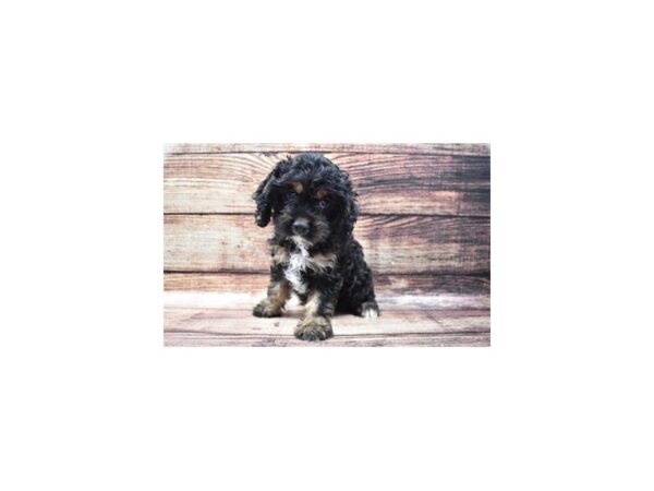 Cocker Spaniel/Poodle-DOG-Male-Black and Tan-22339-Petland Scottsdale, Arizona