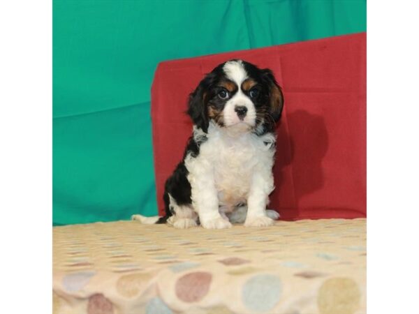 Cavalier King Charles Spaniel-DOG-Male-White Black / Tan-22342-Petland Scottsdale, Arizona