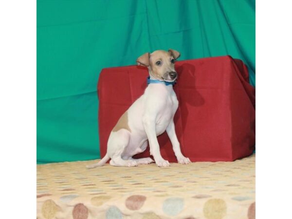 Italian Greyhound-DOG-Male-White / Blue Fawn-22344-Petland Scottsdale, Arizona