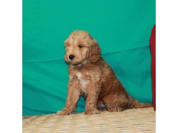 F1B Mini Goldendoodle-DOG-Male-Golden-22348-Petland Scottsdale, Arizona