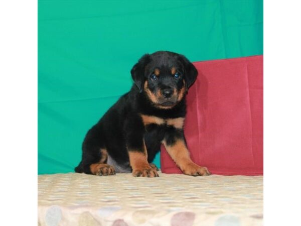 Rottweiler-DOG-Male-Black / Mahogany-22346-Petland Scottsdale, Arizona