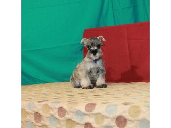 Miniature Schnauzer-DOG-Male-Salt / Pepper-22345-Petland Scottsdale, Arizona