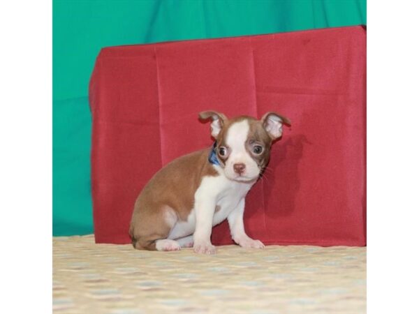 Boston Terrier-DOG-Female-Seal-22341-Petland Scottsdale, Arizona