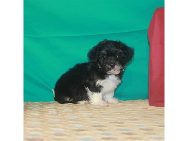 Havanese-DOG-Male-Black / Tan-22343-Petland Scottsdale, Arizona