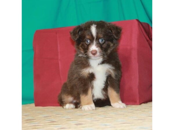 Australian Shepherd-DOG-Male-Chocolate-22340-Petland Scottsdale, Arizona