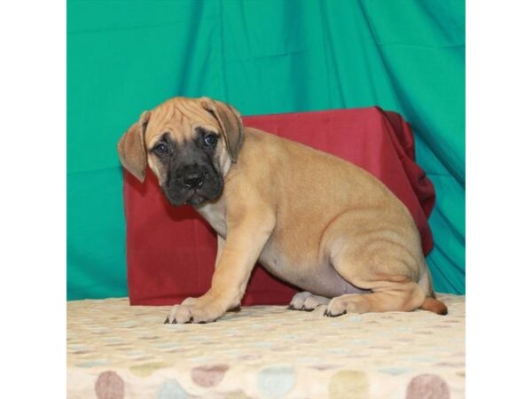 Bullmastiff-DOG-Female-Fawn-22347-Petland Scottsdale, Arizona