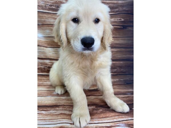 Golden Retriever-DOG-Male-Golden-22349-Petland Scottsdale, Arizona