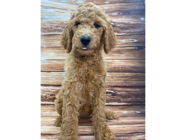 F1B Goldendoodle-DOG-Female-Golden-22356-Petland Scottsdale, Arizona