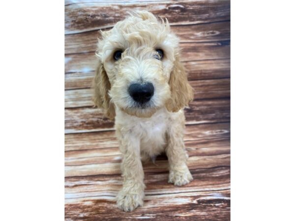 F1B Goldendoodle-DOG-Male-Golden-22355-Petland Scottsdale, Arizona