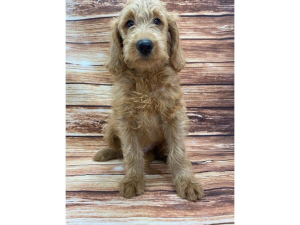 Labradoodle F1-B-DOG-Male-Yellow-22354-Petland Scottsdale, Arizona
