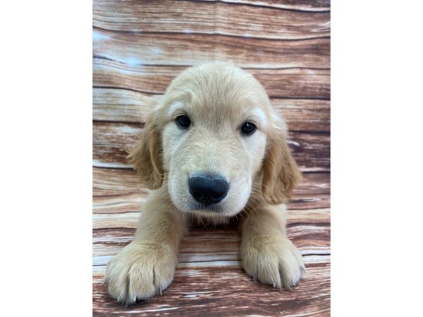 Golden Retriever-DOG-Male-Golden-22350-Petland Scottsdale, Arizona