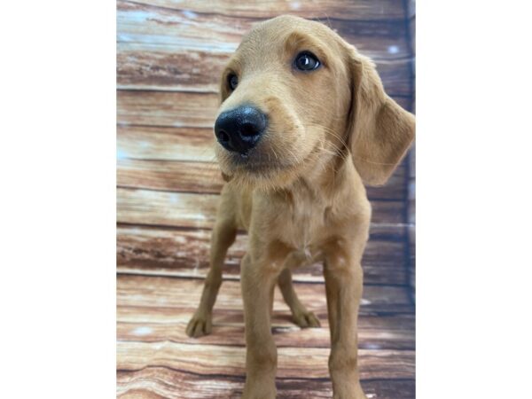Labradoodle F1-B-DOG-Male-Yellow-22353-Petland Scottsdale, Arizona