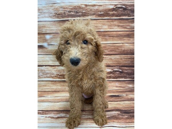 F1B Goldendoodle-DOG-Female-Golden-22352-Petland Scottsdale, Arizona