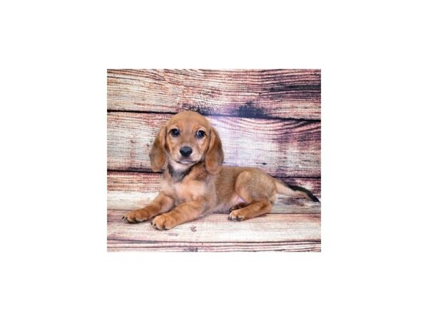 Mix-DOG-Female-Red-22363-Petland Scottsdale, Arizona