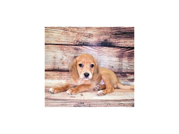 Mix-DOG-Female-Red-22364-Petland Scottsdale, Arizona