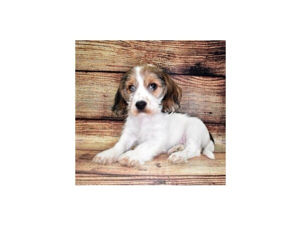 Mix-DOG-Female-Brown and White-22365-Petland Scottsdale, Arizona