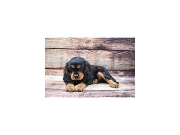 Cavalier King Charles Spaniel-DOG-Female-Black and Tan-22359-Petland Scottsdale, Arizona