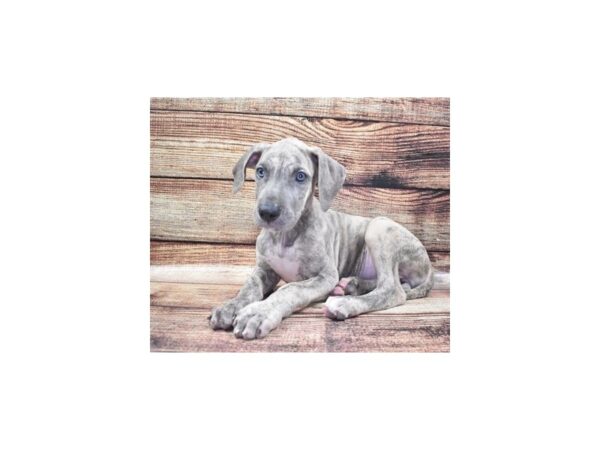 Great Dane-DOG-Female-Blue Brindle-22360-Petland Scottsdale, Arizona
