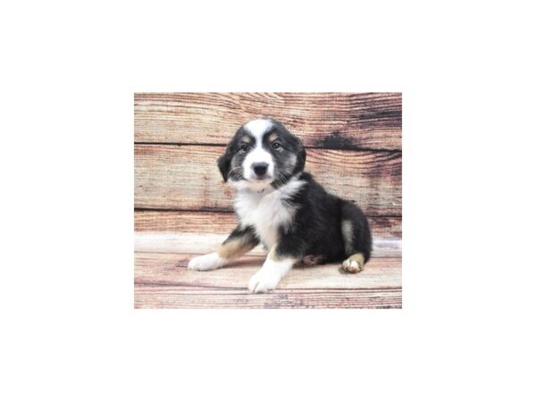 Miniature Australian Shepherd-DOG-Male-Black White and Brown-22361-Petland Scottsdale, Arizona