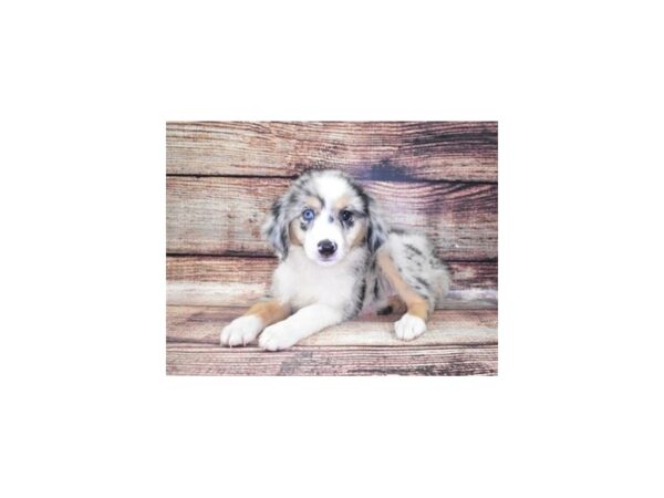 Miniature Australian Shepherd-DOG-Female-Blue Merle White and Tan-22362-Petland Scottsdale, Arizona