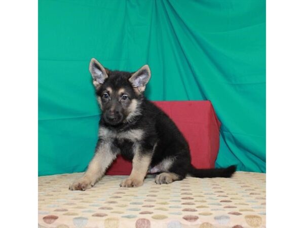 German Shepherd Dog-DOG-Male-Black / Tan-22374-Petland Scottsdale, Arizona