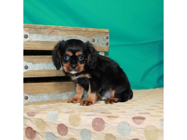 Cavalier King Charles Spaniel-DOG-Male-Black / Tan-22366-Petland Scottsdale, Arizona