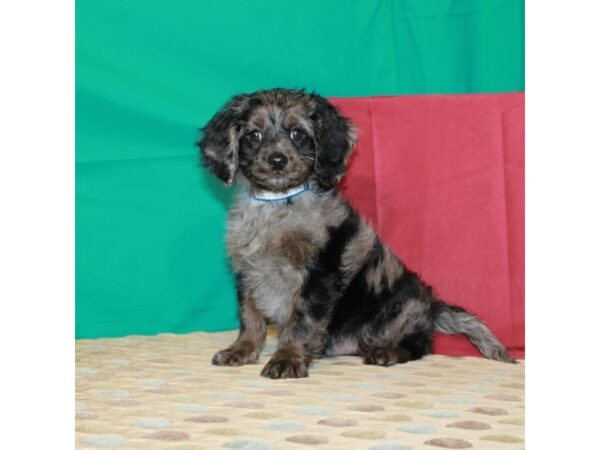 Cavalier King Charles Spaniel/Poodle-DOG-Male-Blue Merle-22372-Petland Scottsdale, Arizona