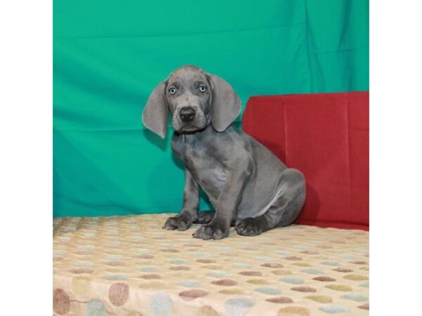 Weimaraner-DOG-Male-Blue-22370-Petland Scottsdale, Arizona