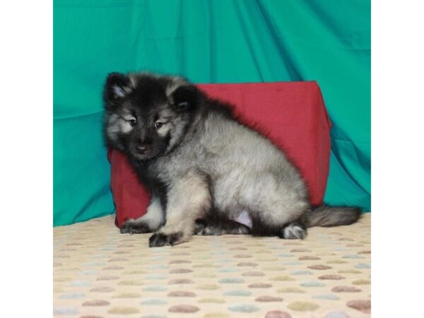 Keeshond-DOG-Female-Silver / Black-22369-Petland Scottsdale, Arizona