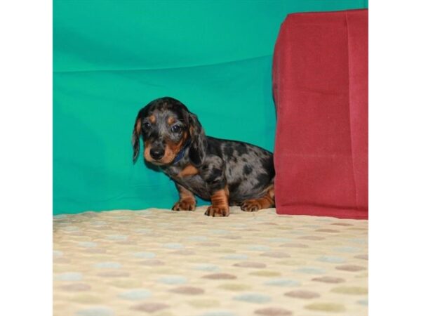 Dachshund-DOG-Male-Black / Tan-22367-Petland Scottsdale, Arizona