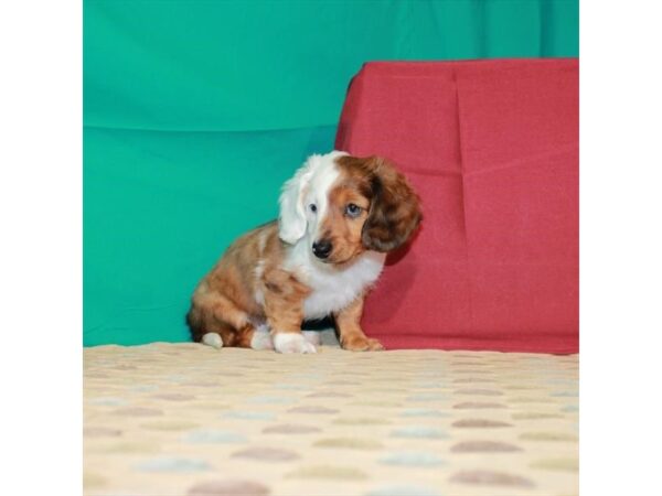 Dachshund-DOG-Male-Red-22368-Petland Scottsdale, Arizona