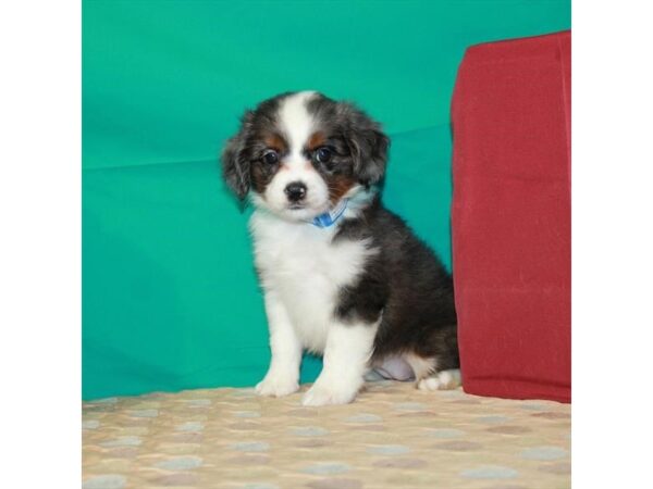 Australian Shepherd/Cocker Spaniel-DOG-Female-Blue Merle / Tan-22373-Petland Scottsdale, Arizona