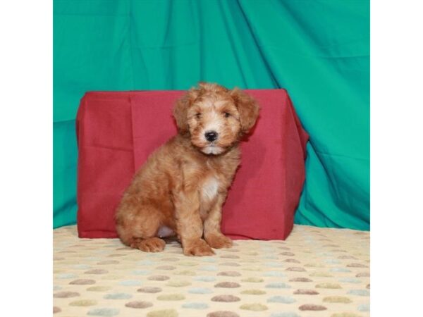 Poodle/Soft Coated Wheaten Terrier-DOG-Female-Red-22376-Petland Scottsdale, Arizona