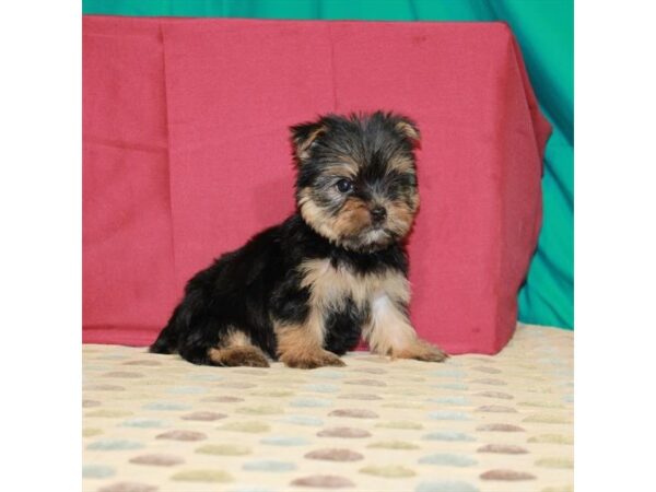 Yorkshire Terrier-DOG-Female-Black / Tan-22371-Petland Scottsdale, Arizona