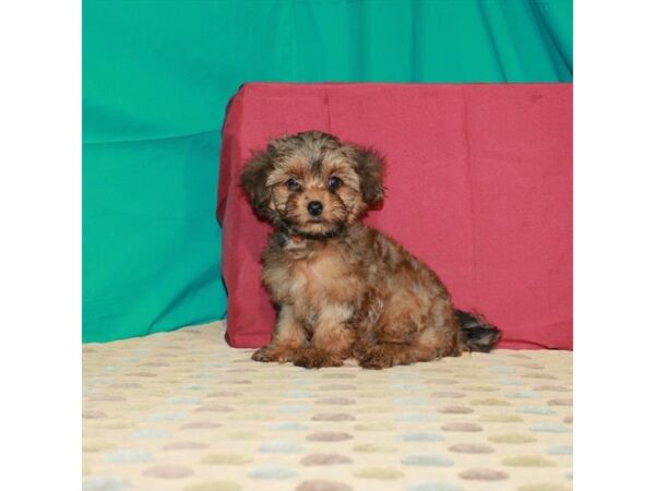 Shih Tzu/Yorkshire Terrier-DOG-Female-Red Gold-22375-Petland Scottsdale, Arizona