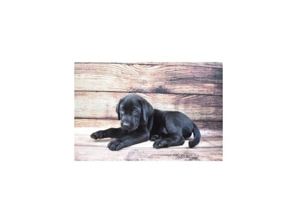Labrador Retriever-DOG-Male-Black-22388-Petland Scottsdale, Arizona