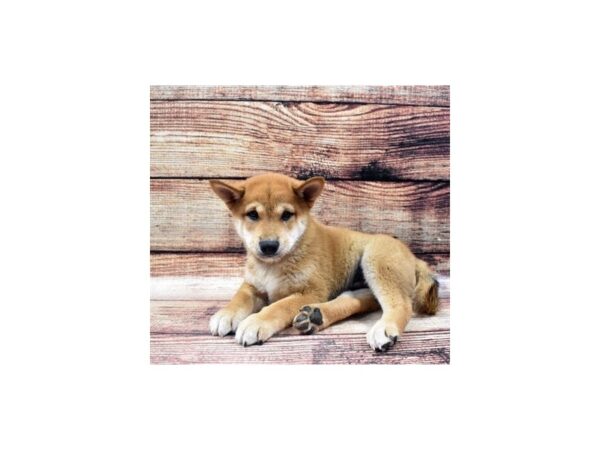 Shiba Inu-DOG-Male-Red-22383-Petland Scottsdale, Arizona