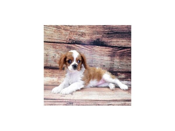 Cavalier King Charles Spaniel-DOG-Female-Blenheim-22391-Petland Scottsdale, Arizona