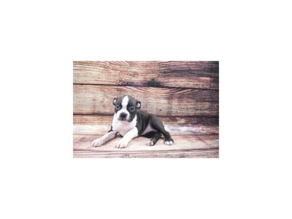 Boston Terrier-DOG-Female-Black and White-22390-Petland Scottsdale, Arizona
