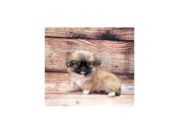Pekingese-DOG-Female-Fawn-22382-Petland Scottsdale, Arizona