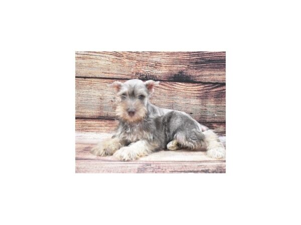 Miniature Schnauzer-DOG-Female-Liver and Pepper-22381-Petland Scottsdale, Arizona