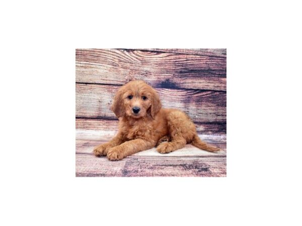 Goldendoodle F2-DOG-Female-Red-22379-Petland Scottsdale, Arizona