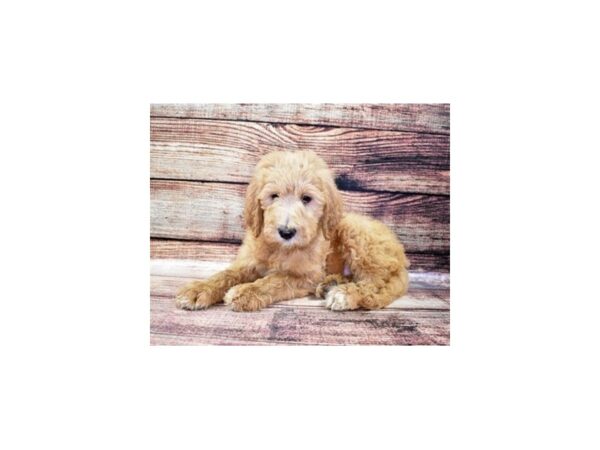 F1B Goldendoodle DOG Male Golden 22380 Petland Scottsdale, Arizona