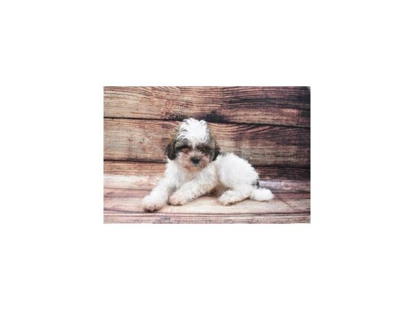 Bichon Frise/Shih Tzu-DOG-Male-Gold and White-22385-Petland Scottsdale, Arizona