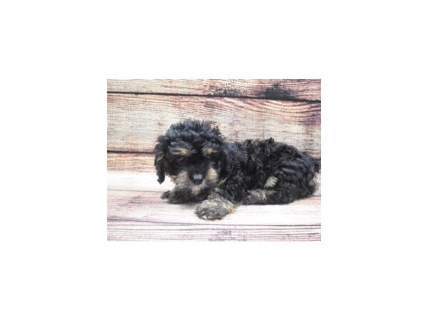 Cavalier King Charles Spaniel/Poodle-DOG-Female-Black and Tan-22378-Petland Scottsdale, Arizona