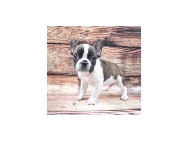 French Bulldog-DOG-Male-Brindle and White-22386-Petland Scottsdale, Arizona