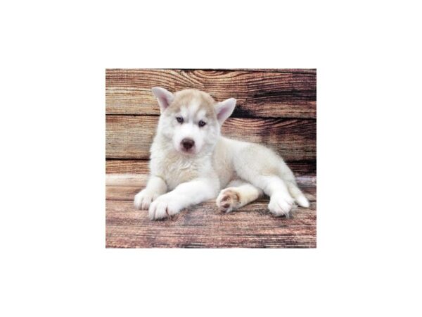 Siberian Husky-DOG-Male-Red and White-22384-Petland Scottsdale, Arizona