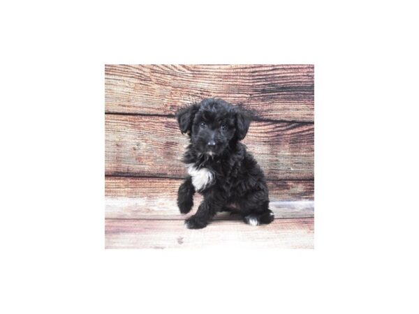 Shetland Sheepdog/Poodle-DOG-Female-Black-22377-Petland Scottsdale, Arizona