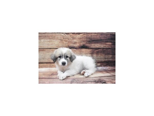 Great Pyrenees-DOG-Female-White-22387-Petland Scottsdale, Arizona