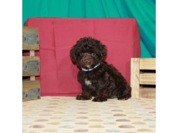 Poodle/Silky Terrier-DOG-Male-Chocolate-22398-Petland Scottsdale, Arizona